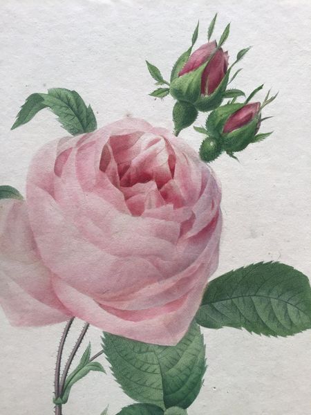 Productafbeelding Redouté. Rosa centifolia.