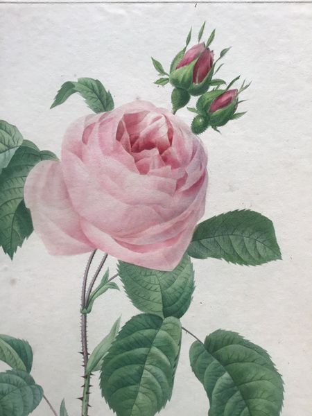Productafbeelding Redouté. Rosa centifolia.
