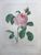 Product Redouté. Rosa centifolia. miniatuur