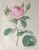 Product Redouté. Rosa Muscosa. Rosier Mousseux. thumbnail