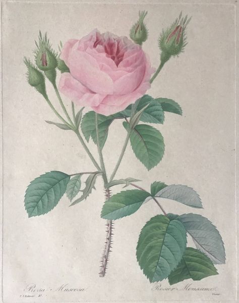 Product image Redouté. Rosa Muscosa. Rosier Mousseux.