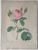 Product Redouté. Rosa Muscosa. Rosier Mousseux. thumbnail