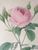 Product Redouté. Rosa Muscosa. Rosier Mousseux. thumbnail