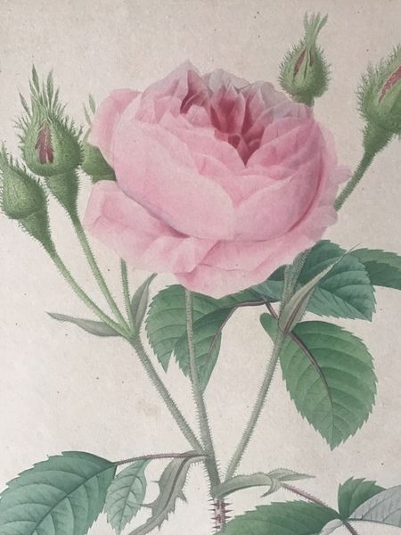 Product image Redouté. Rosa Muscosa. Rosier Mousseux.