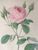 Product Redouté. Rosa Muscosa. Rosier Mousseux. thumbnail