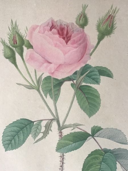 Product image Redouté. Rosa Muscosa. Rosier Mousseux.