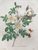 Product Redouté. Rosier de Candolle. miniatuur
