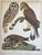 Product Rough legged Falcon. Barred Owl. Short cared O. miniatuur