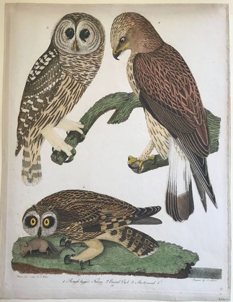 Productafbeelding Rough legged Falcon. Barred Owl. Short cared O.