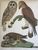 Product Rough legged Falcon. Barred Owl. Short cared O. miniatuur
