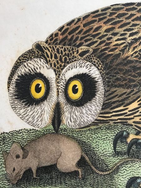 Productafbeelding Rough legged Falcon. Barred Owl. Short cared O.