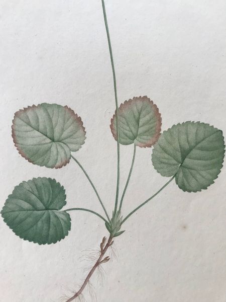 Image du produit Solenandria cordifolia. Pierre Joseph Redouté.