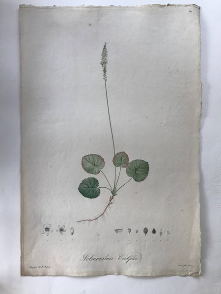 Image du produit Solenandria cordifolia. Pierre Joseph Redouté.