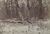 Produktminiatur Sous bois sous la neige. Photographie vers 1865.