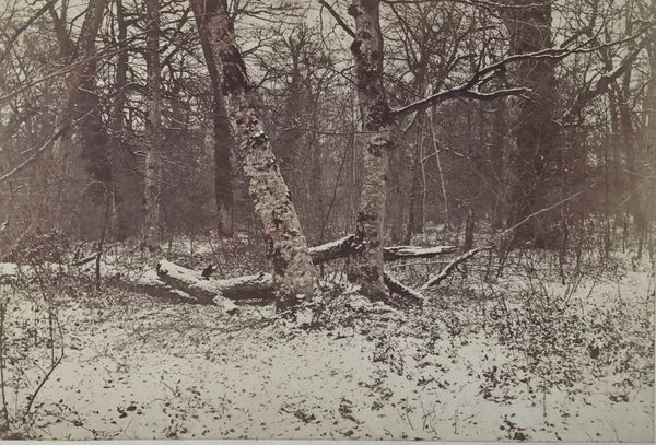 Produktbild Sous bois sous la neige. Photographie vers 1865.