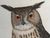 Product Strix bubo. miniatuur