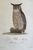 Product Strix bubo. miniatuur