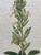 Product Teucrium flavum. Dessin original. miniatuur