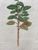 Product Teucrium flavum. Dessin original. miniatuur