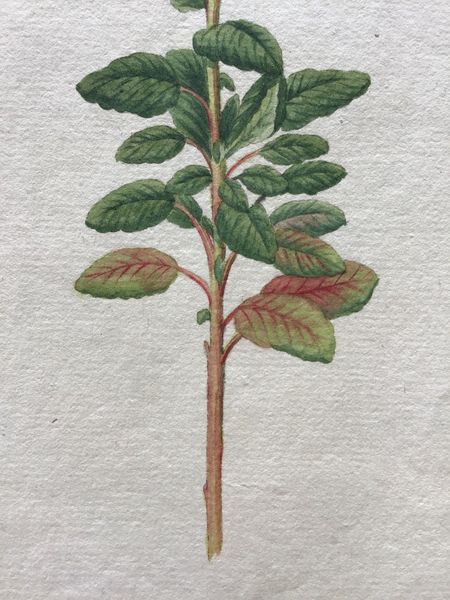 Productafbeelding Teucrium flavum. Dessin original.
