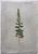 Product Teucrium flavum. Dessin original. miniatuur