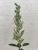 Product Teucrium flavum. Dessin original. miniatuur