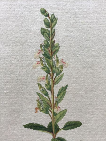 Productafbeelding Teucrium flavum. Dessin original.