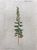 Product Teucrium flavum. Dessin original. miniatuur