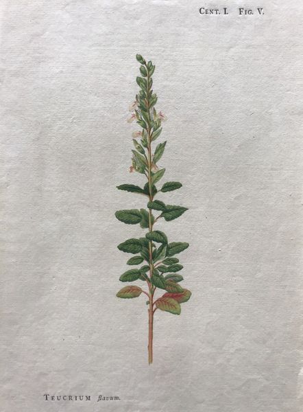 Productafbeelding Teucrium flavum. Dessin original.