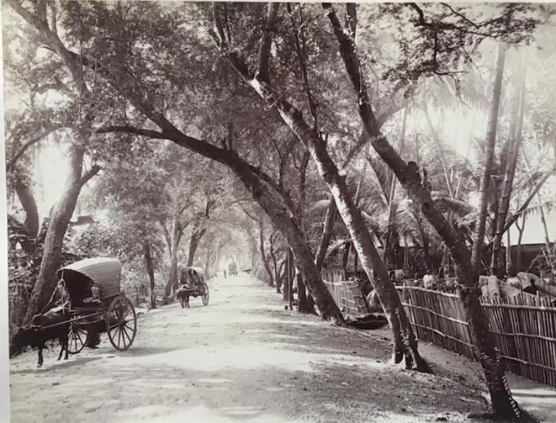 Productafbeelding Tree-lined avenue. Ceylan.