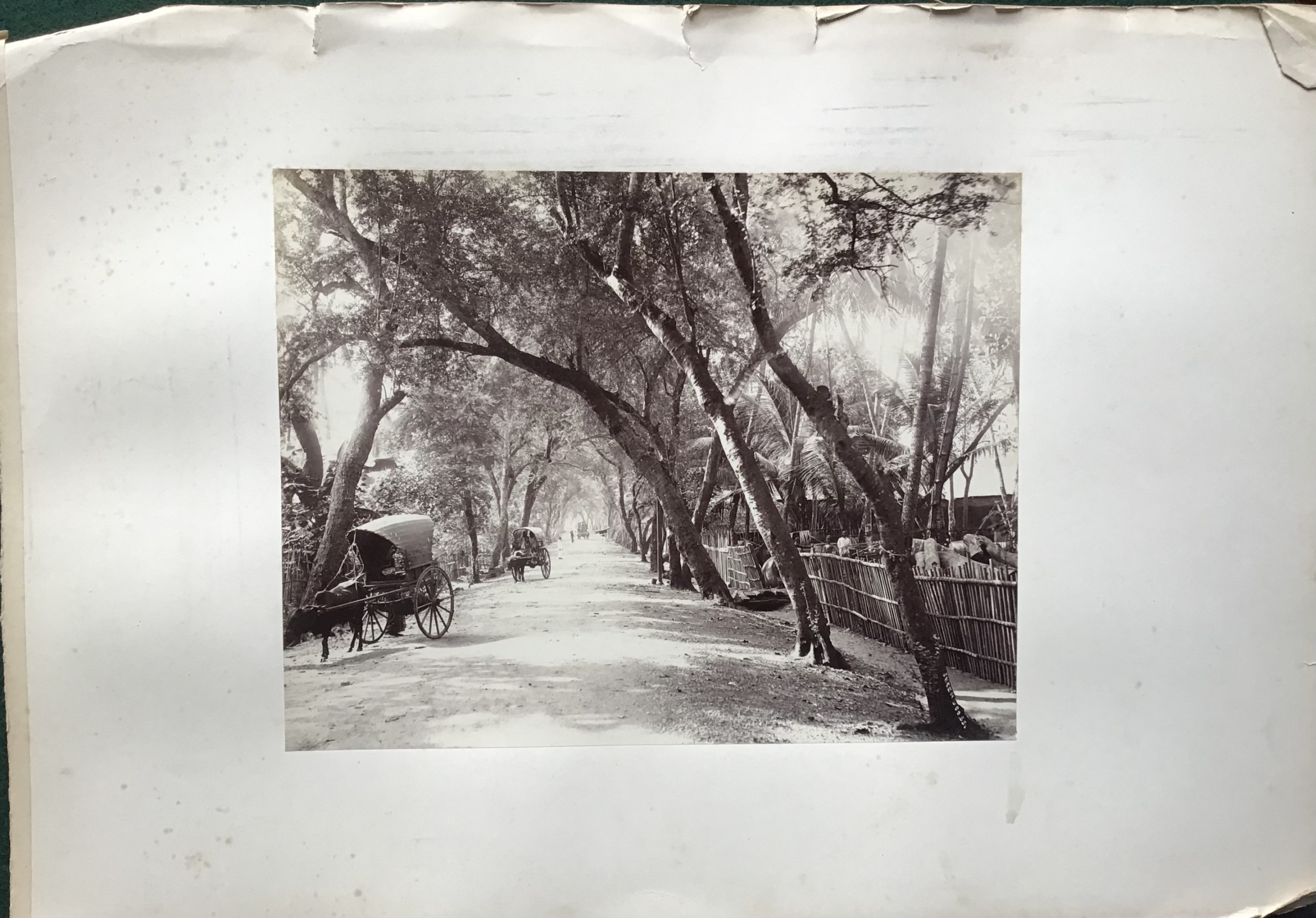 Product Tree-lined avenue. Ceylan. miniatuur
