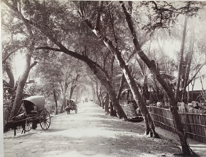 Product Tree-lined avenue. Ceylan. miniatuur