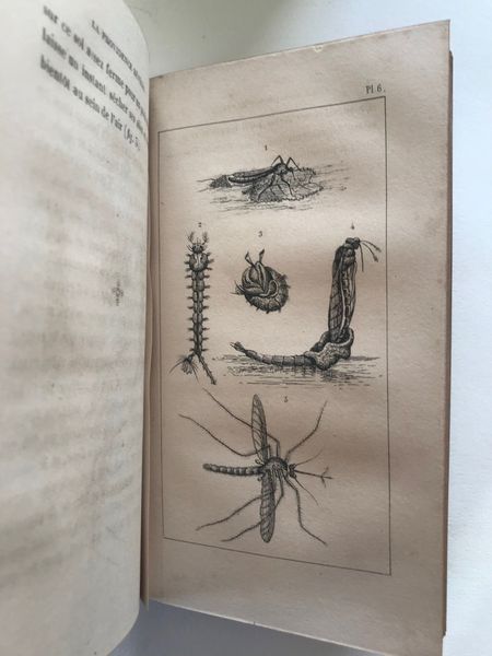 Produktbild V. Rendu. La providence révélée par ses moindres ouvrages ou tableau des moeurs des insectes.