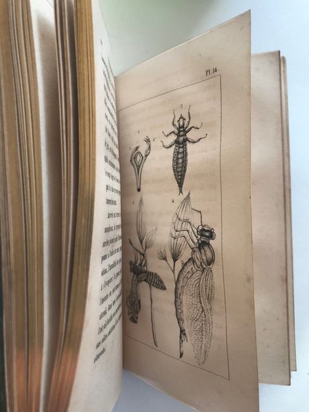Produktbild V. Rendu. La providence révélée par ses moindres ouvrages ou tableau des moeurs des insectes.
