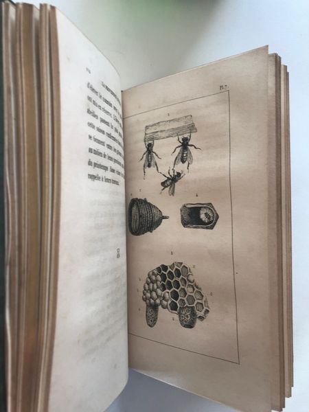 Produktbild V. Rendu. La providence révélée par ses moindres ouvrages ou tableau des moeurs des insectes.
